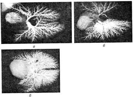 Новокаиновые блокады в ветеринарии - i_001.jpg