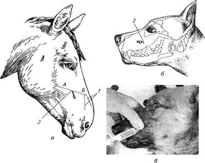 Новокаиновые блокады в ветеринарии - i_002.jpg