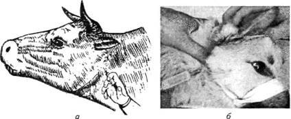 Новокаиновые блокады в ветеринарии - i_003.jpg