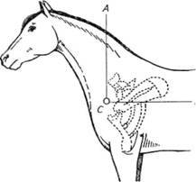 Новокаиновые блокады в ветеринарии - i_006.jpg