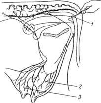 Новокаиновые блокады в ветеринарии - i_018.jpg