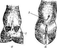 Новокаиновые блокады в ветеринарии - i_020.jpg
