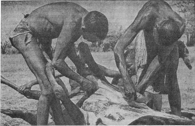 У истоков человечества - i_033.jpg