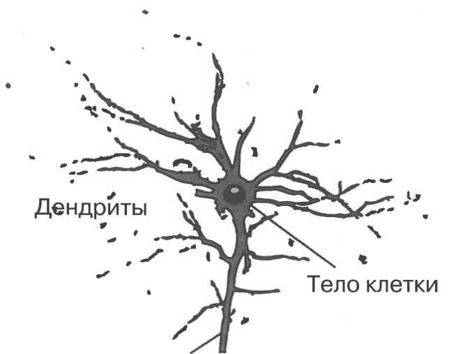 Мозг рассказывает.Что делает нас людьми - _2.jpg