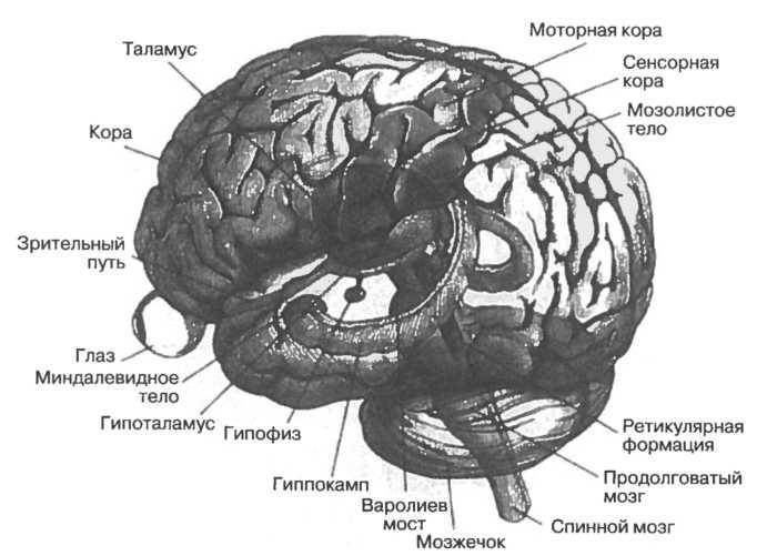 Мозг рассказывает.Что делает нас людьми - _4.jpg