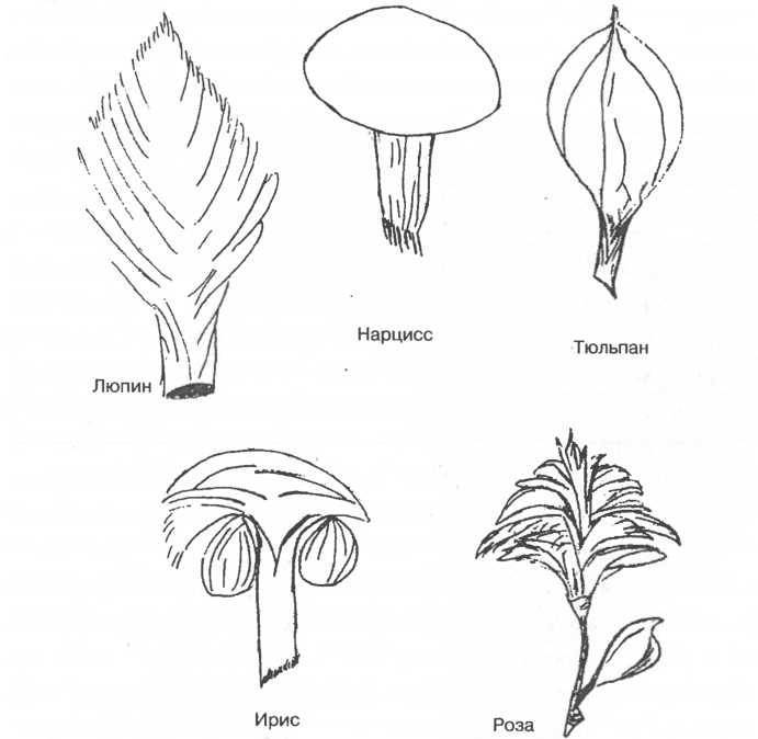 Мозг рассказывает.Что делает нас людьми - _20.jpg
