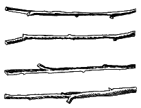 Тайны биологии - i_119.png