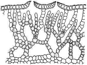 Древнейшие на суше - i_001.jpg