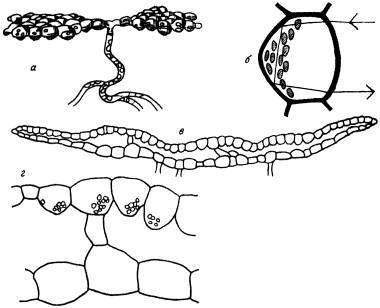 Древнейшие на суше - i_010.jpg