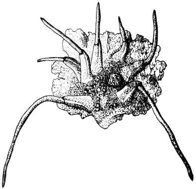 Древнейшие на суше - i_014.jpg