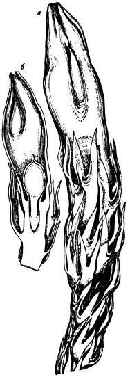 Древнейшие на суше - i_015.jpg