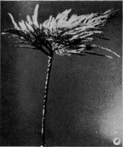 Древнейшие на суше - i_023.jpg