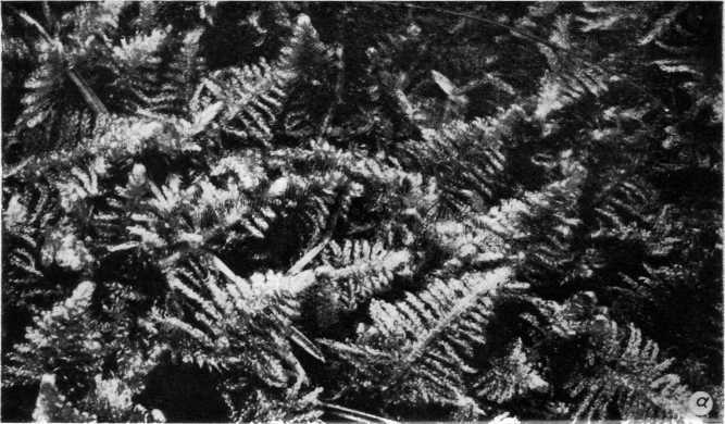 Древнейшие на суше - i_025.jpg