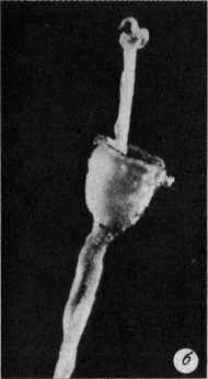 Древнейшие на суше - i_026.jpg