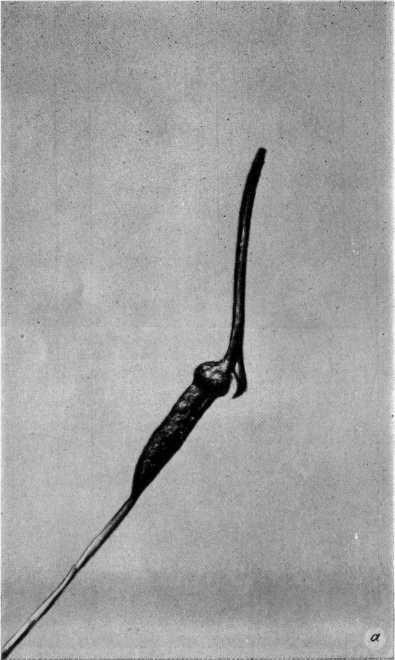 Древнейшие на суше - i_028.jpg