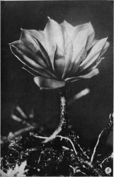 Древнейшие на суше - i_029.jpg