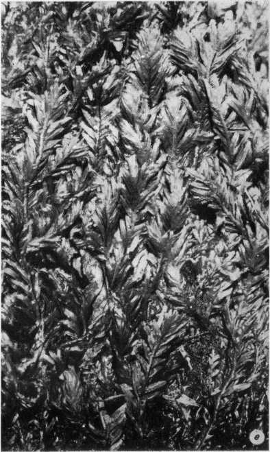 Древнейшие на суше - i_030.jpg