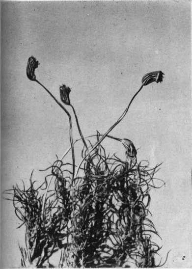 Древнейшие на суше - i_031.jpg