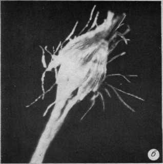 Древнейшие на суше - i_033.jpg