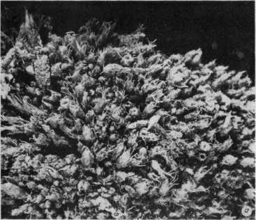 Древнейшие на суше - i_035.jpg