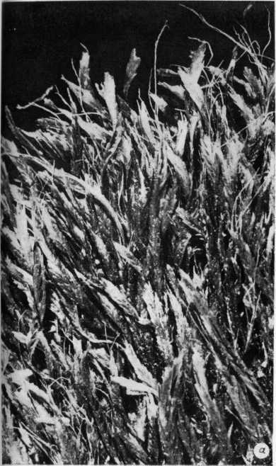 Древнейшие на суше - i_039.jpg