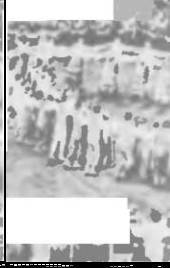 Прибалтика. Почему они не любят Бронзового солдата - _50.jpg