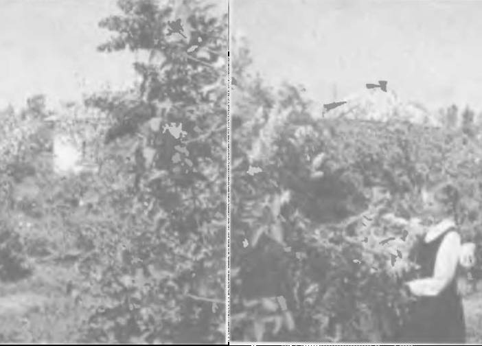 Прибалтика. Почему они не любят Бронзового солдата - _56.jpg