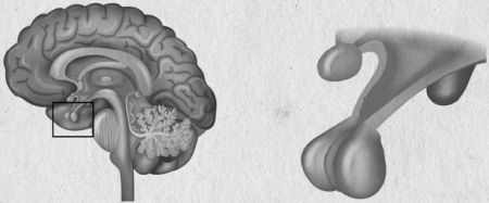 Девочка. Девушка. Женщина - i_022.jpg