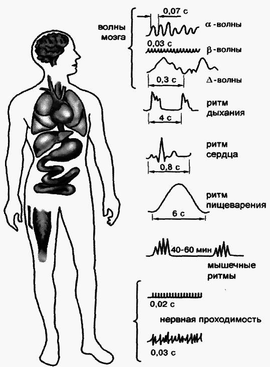 Мозг против старения - _014.png