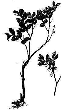 Стиль спецназа. Система боевого выживания - _94.jpg