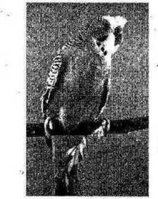 Волнистые попугайчики. Уход и содержание - _1.jpg