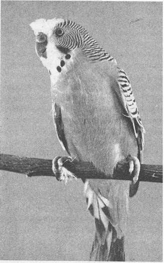 Волнистые попугайчики. Уход и содержание - _13.jpg