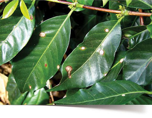 Интересно о кофе - i_007.jpg