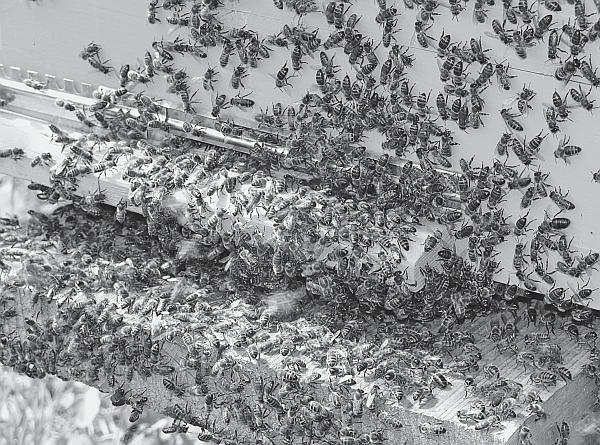 Пчеловодство для начинающих - _01.jpg