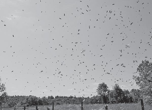 Пчеловодство для начинающих - _02.jpg