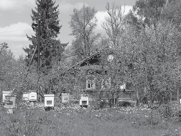 Пчеловодство для начинающих - _03.jpg