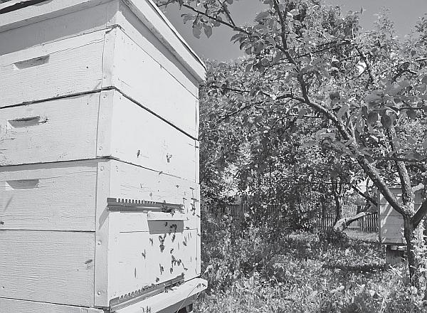 Пчеловодство для начинающих - _04.jpg