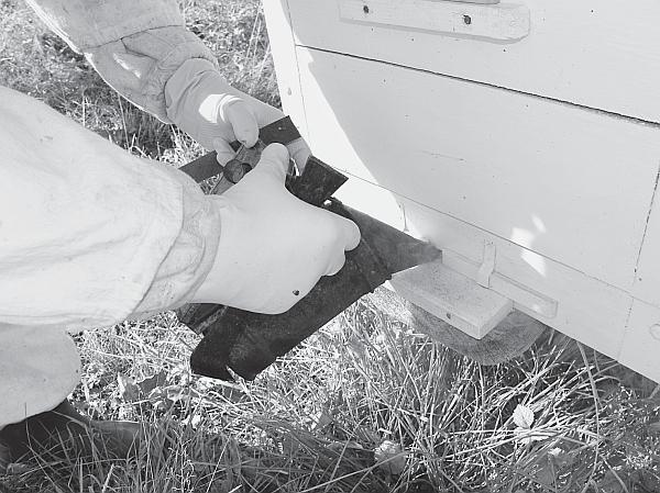 Пчеловодство для начинающих - _22.jpg