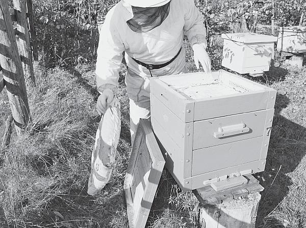 Пчеловодство для начинающих - _25.jpg