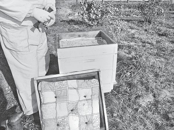 Пчеловодство для начинающих - _26.jpg