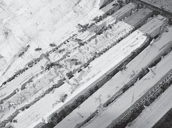 Пчеловодство для начинающих - _28.jpg