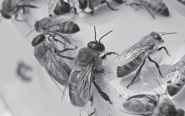 Пчеловодство для начинающих - _38.jpg