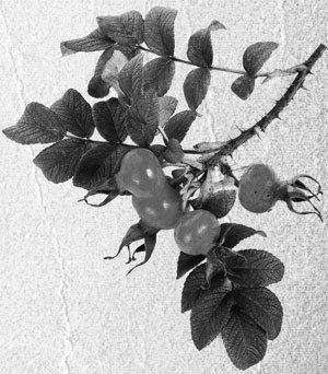 Советское домоводство - i_066.jpg