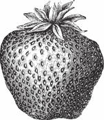 Обед для Льва. Кулинарная книга Софьи Андреевны Толстой - _10.png