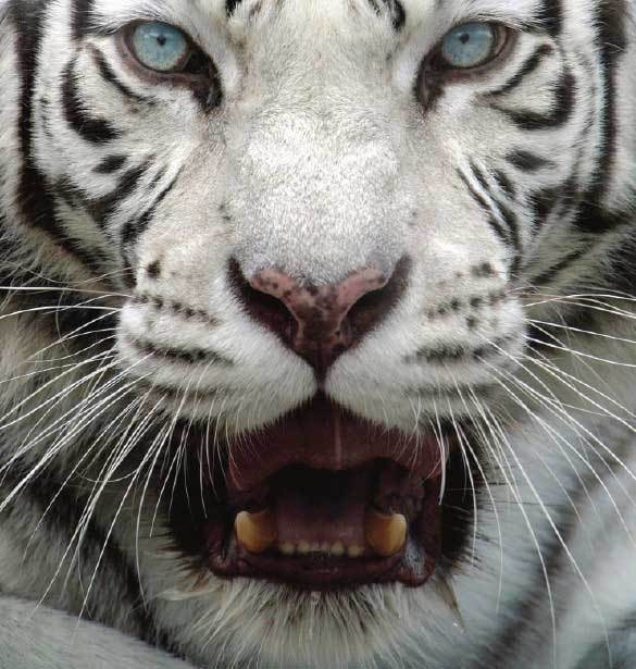 Подарок мужчине моей мечты - i_011.jpg