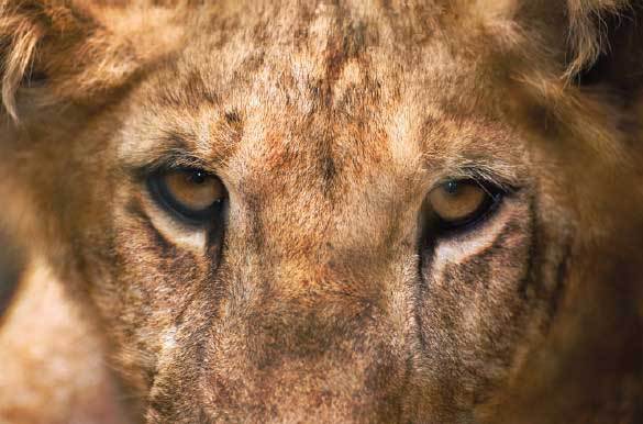 Подарок мужчине моей мечты - i_013.jpg