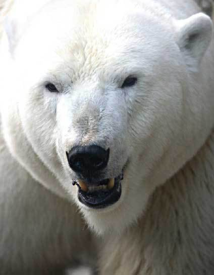 Подарок мужчине моей мечты - i_021.jpg