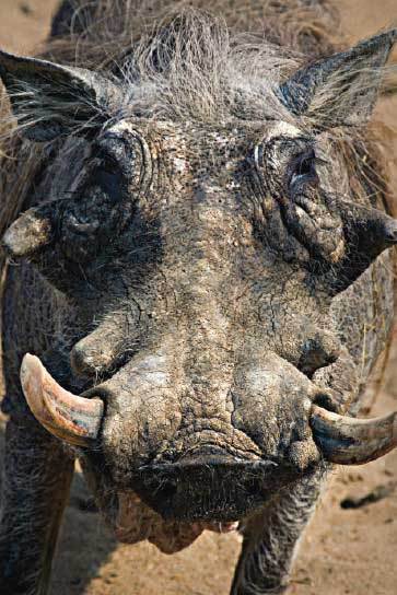 Подарок мужчине моей мечты - i_029.jpg