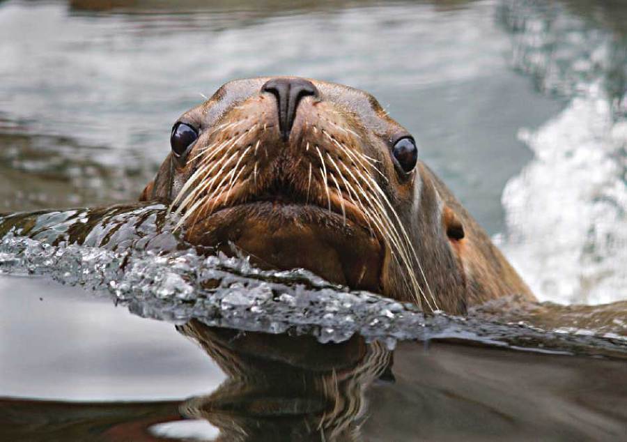 Подарок мужчине моей мечты - i_039.jpg