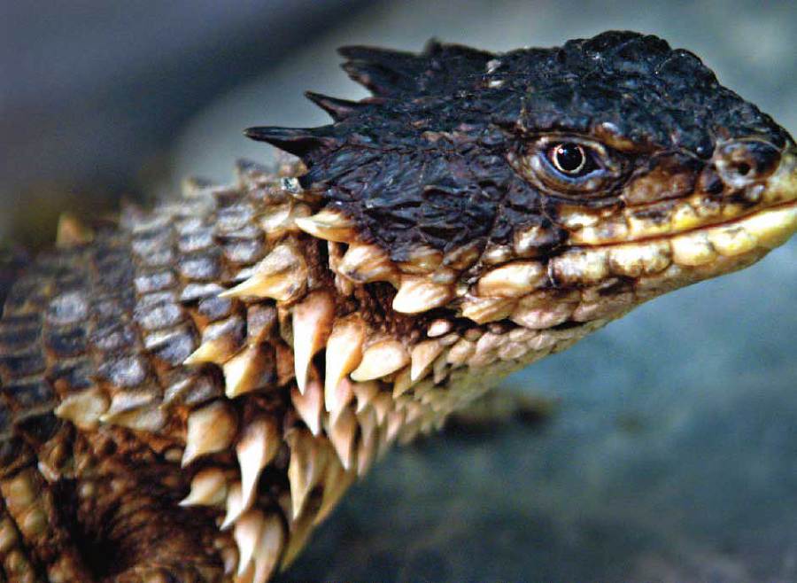 Подарок мужчине моей мечты - i_044.jpg